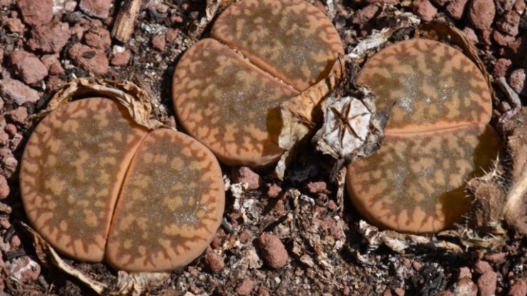 Foto articolo Lithops. Come si coltivano?