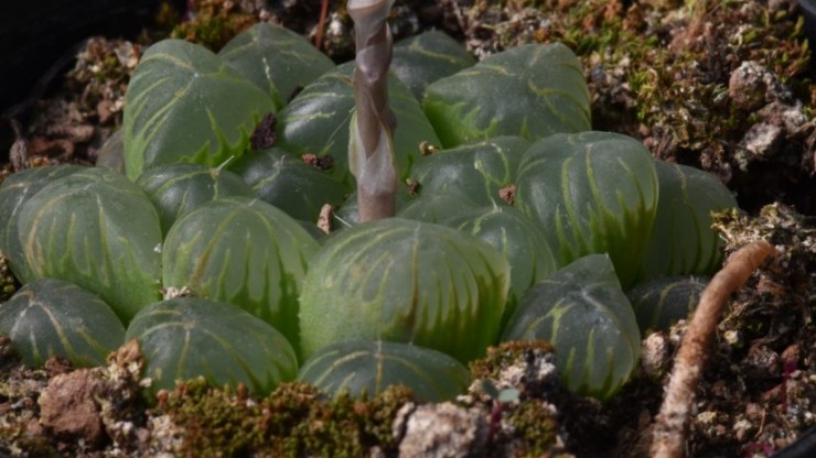 Foto articolo Haworthia