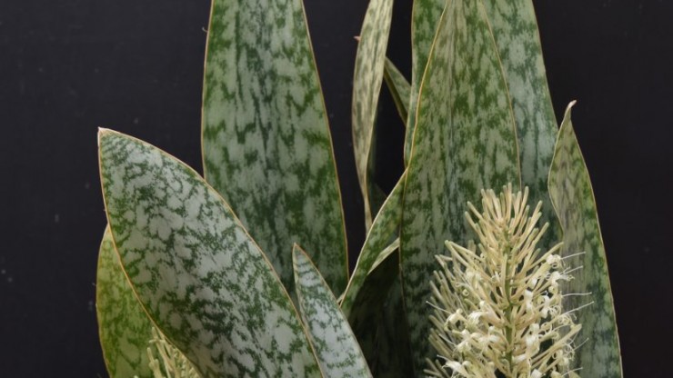 Foto articolo Sansevieria