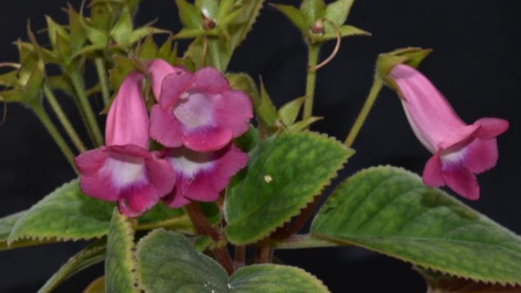 Foto articolo Come coltivare le Gesneriaceae