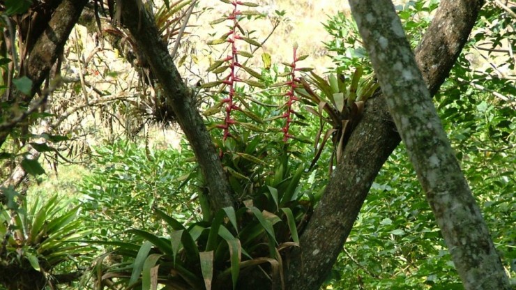 Foto articolo Bromeliaceae