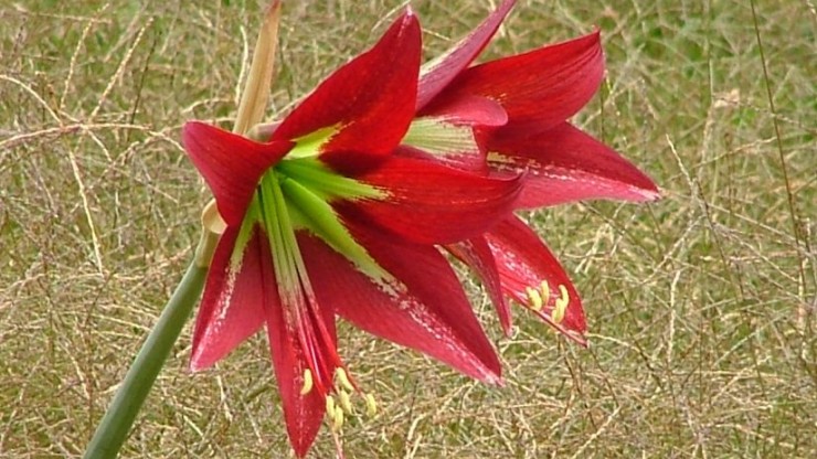 Foto articolo Hippeastrum