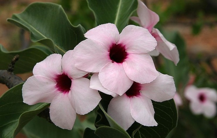 Immagine articolo Adenium