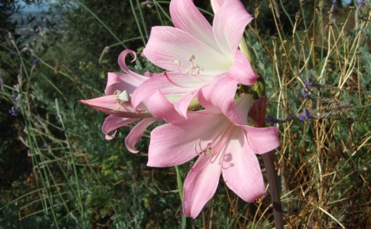 Immagine articolo Amaryllis