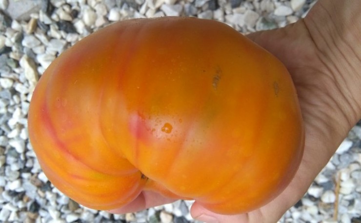 Immagine articolo Il pomodoro