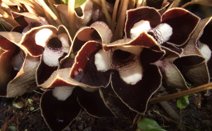 Immagine articolo Asarum, stranezze in ombra