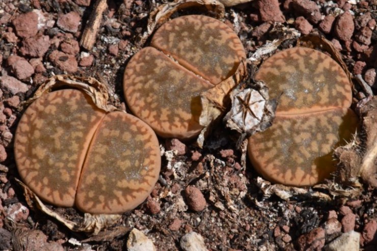 Immagine articolo Lithops. Come si coltivano?