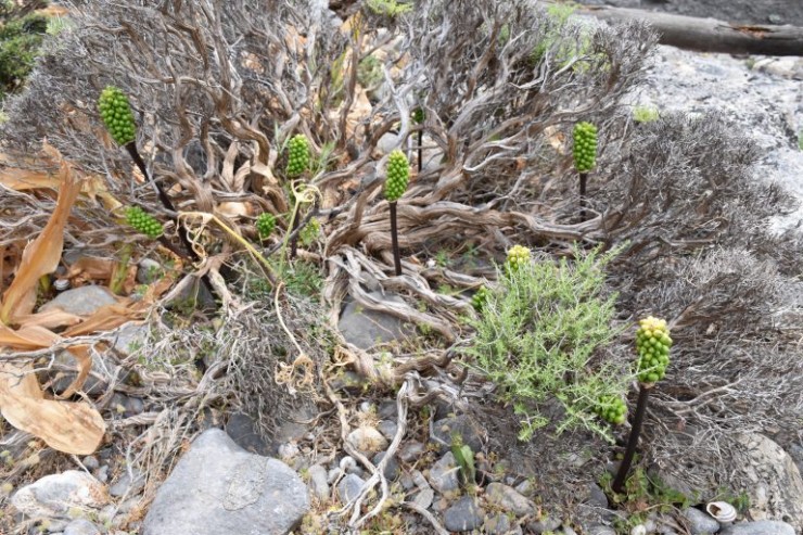 Immagine articolo Le Araceae mediterranee