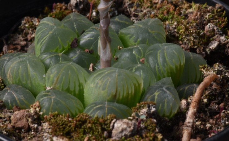 Immagine articolo Haworthia