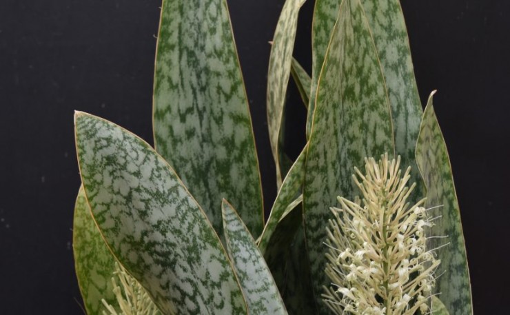 Immagine articolo Sansevieria