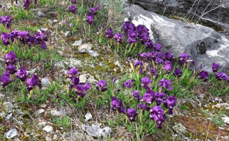 Immagine articolo Iris sezione Iris