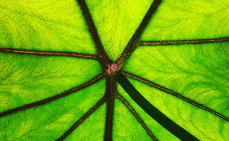 Immagine articolo Colocasia