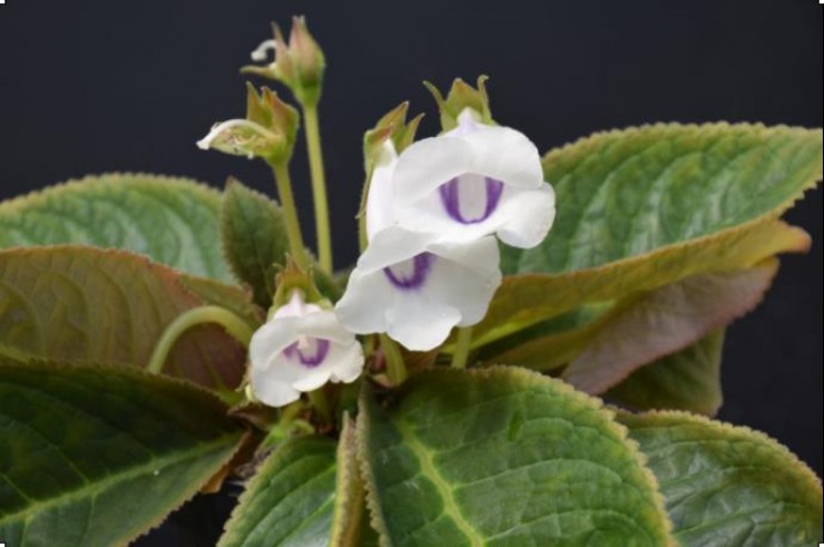 Immagine articolo Gesneriaceae