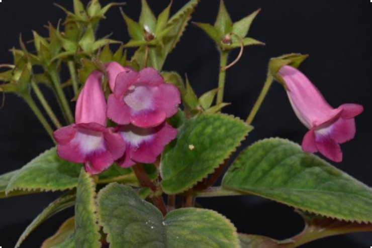 Immagine articolo Come coltivare le Gesneriaceae