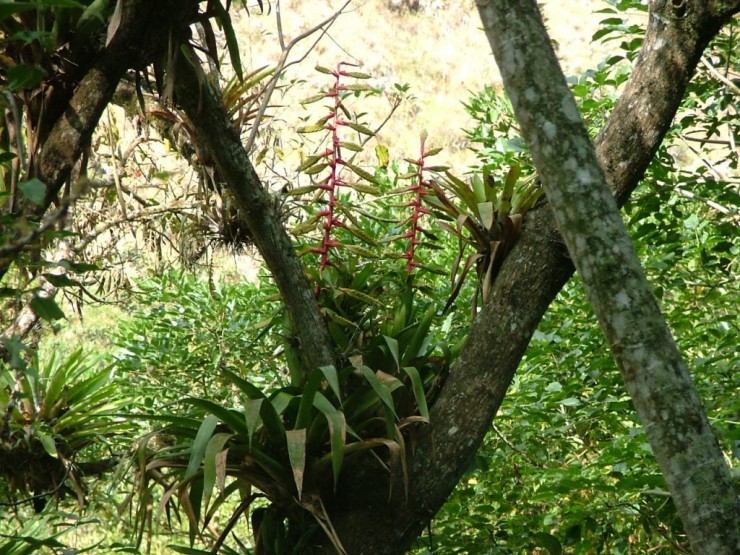 Immagine articolo Bromeliaceae