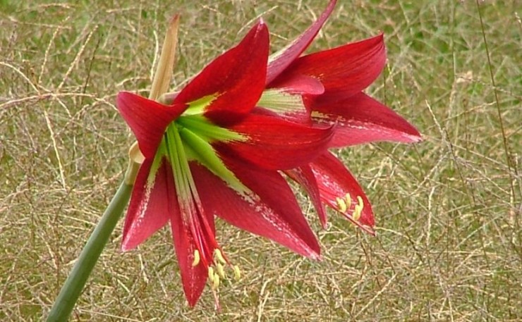 Immagine articolo Hippeastrum