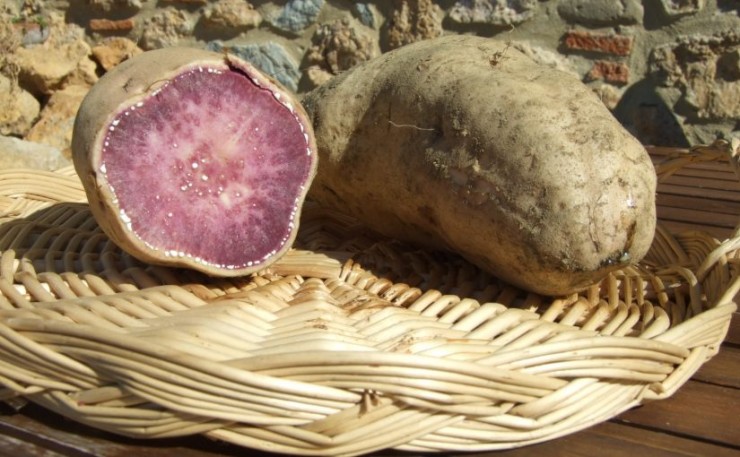 Immagine articolo La patata dolce